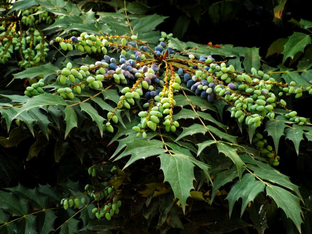 Mahonia bealei (Berberidaceae)